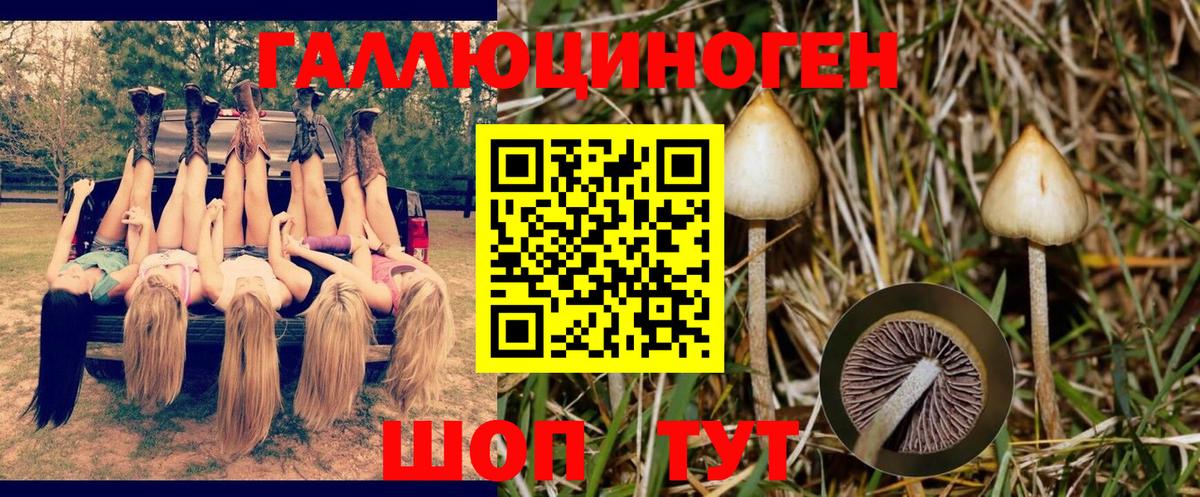 Псилоцибиновые грибы Psilocybine cubensis  Вход с VPN  Саров 
